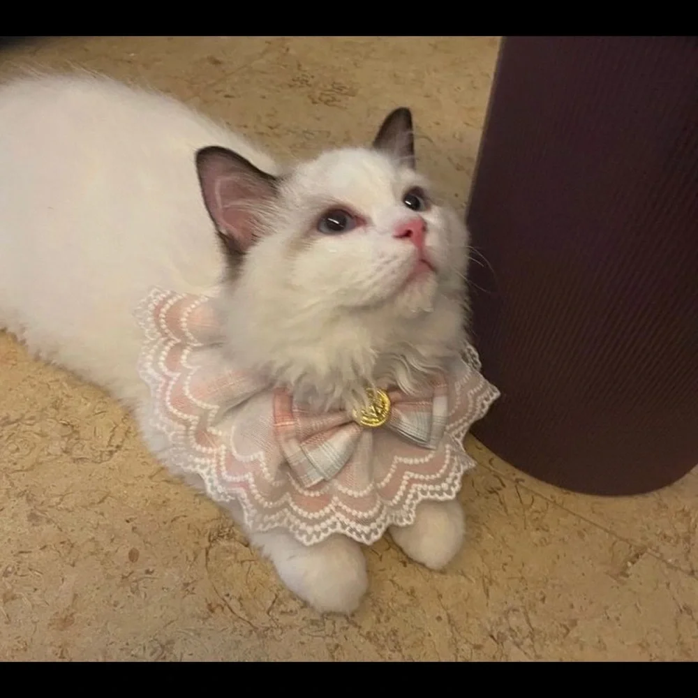 Pet bib